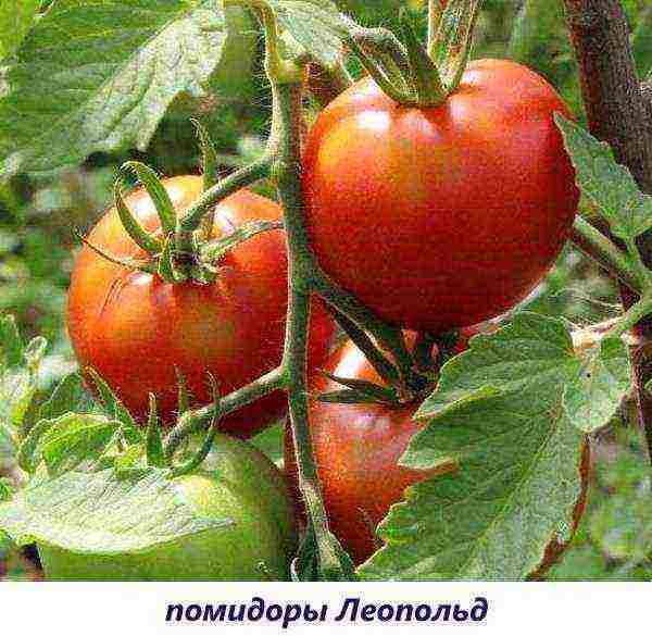 what varieties of tomatoes can be grown on the windowsill