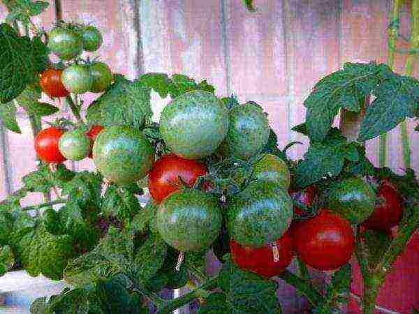 what varieties of tomatoes can be grown on the windowsill