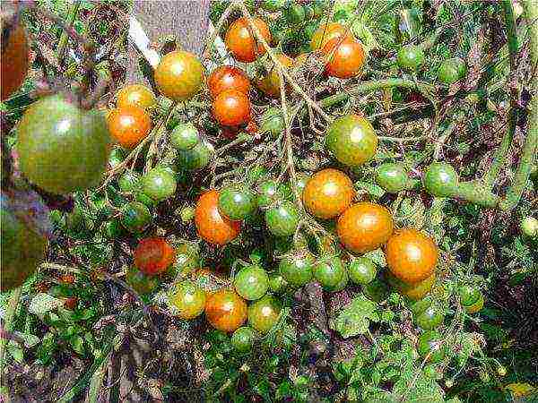 what varieties of tomatoes can be grown on the windowsill