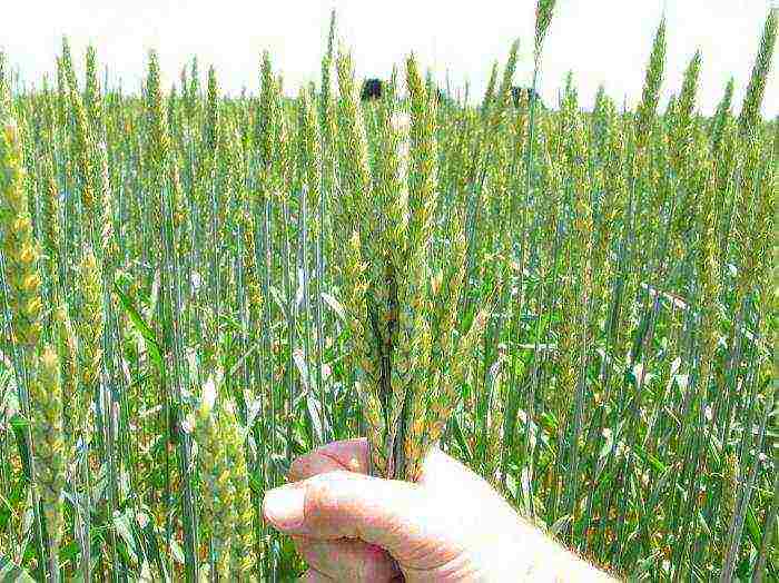 what varieties of wheat are grown in the Rostov region