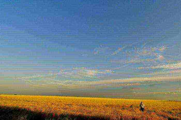 what varieties of wheat are grown in the Rostov region