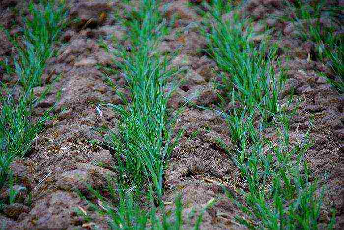 what varieties of wheat are grown in the Rostov region