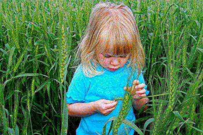 what varieties of wheat are grown in the Rostov region