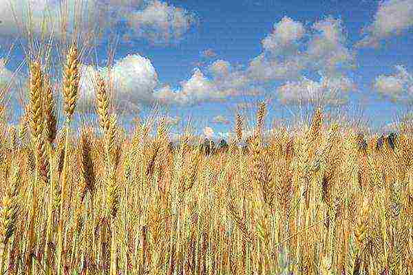 what varieties of wheat are grown in the Stavropol Territory