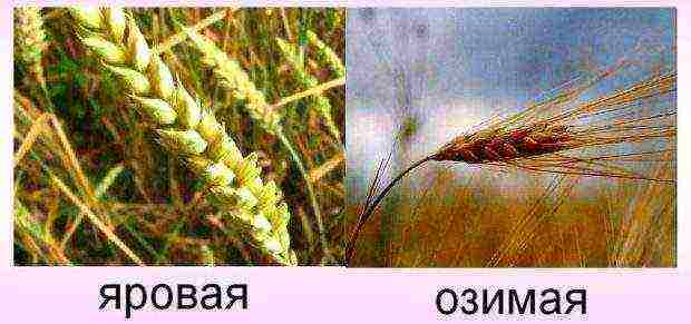 what varieties of wheat are grown in the Stavropol Territory