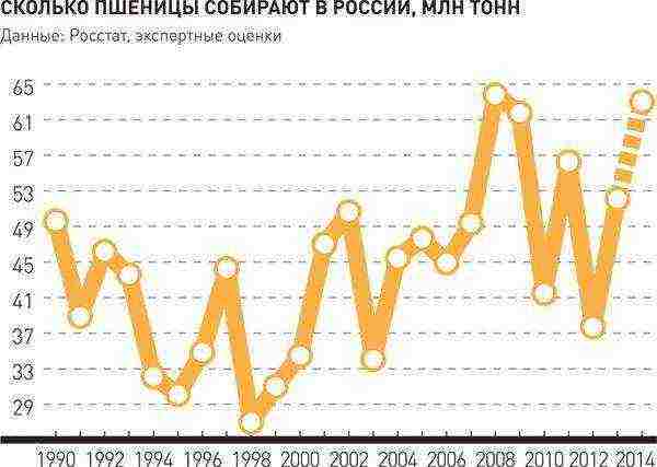 what varieties of wheat are grown in the Stavropol Territory