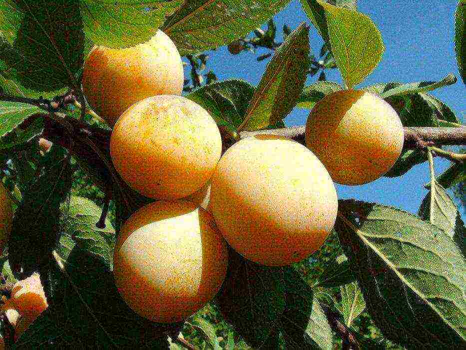 which varieties of plums are better