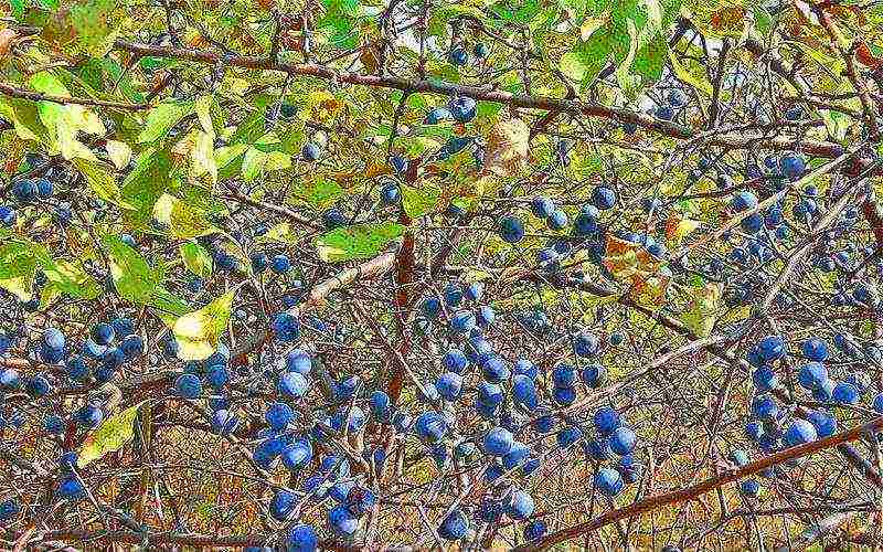 aling mga pagkakaiba-iba ng mga plum ang mas mahusay