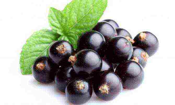 what varieties of currants are good