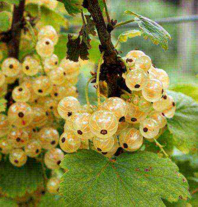 what varieties of currants are good