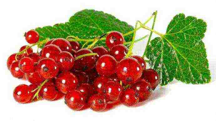 what varieties of currants are good