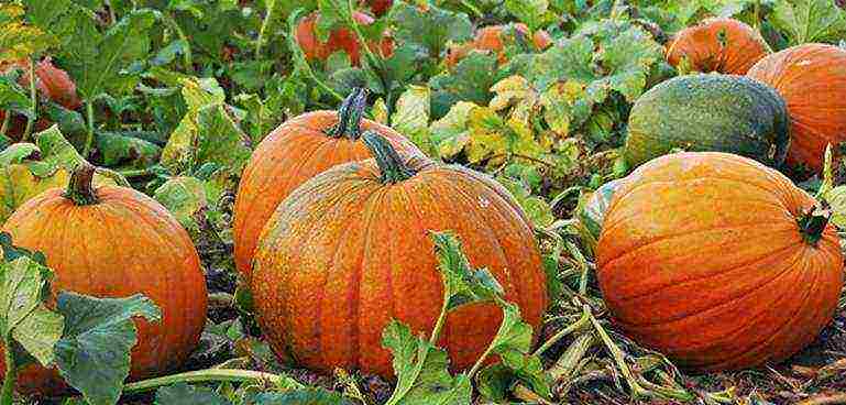 which pumpkin varieties are better