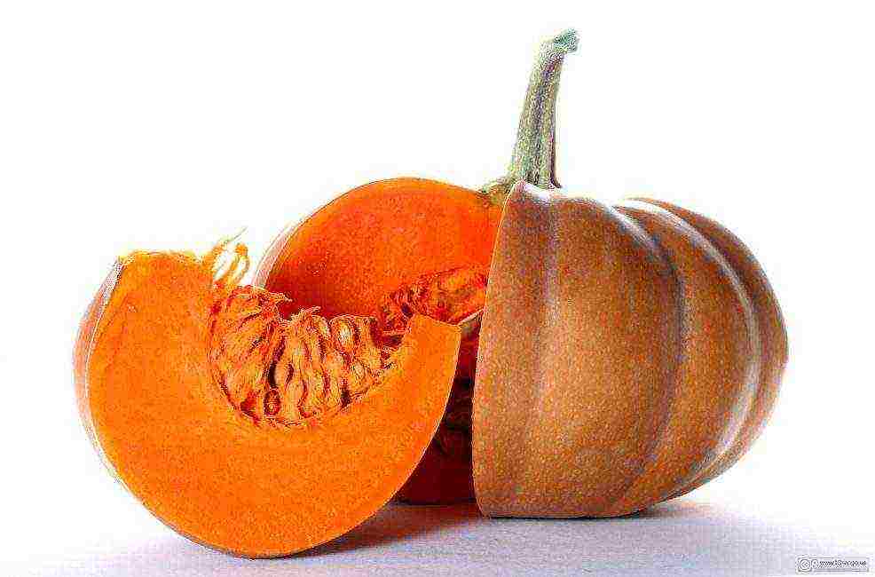 which pumpkin varieties are better