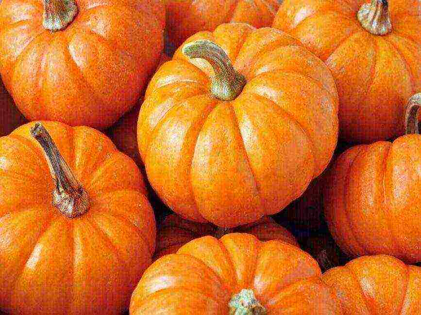 which pumpkin varieties are better