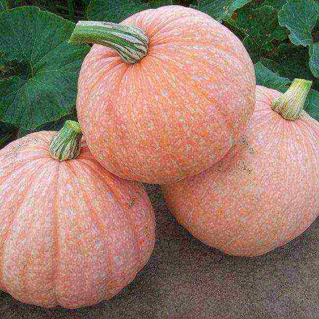 which pumpkin varieties are better