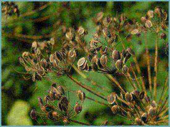 what varieties of dill can be grown on the windowsill