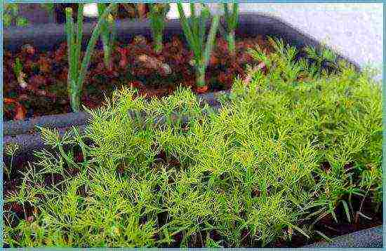 what varieties of dill can be grown on the windowsill
