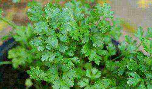 what varieties of dill can be grown on the windowsill