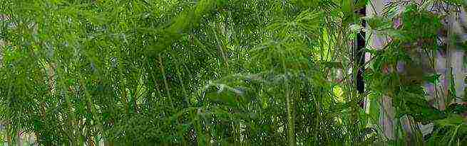 what varieties of dill can be grown on the windowsill