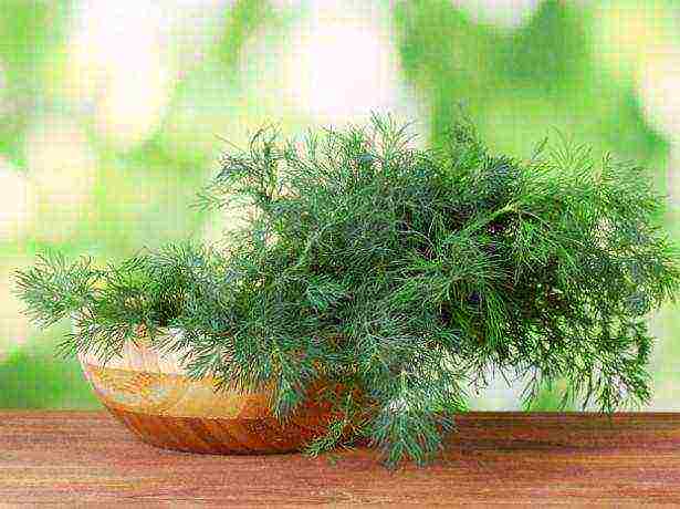 what varieties of dill can be grown on the windowsill