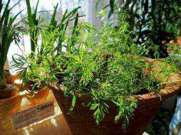 what varieties of dill can be grown on the windowsill