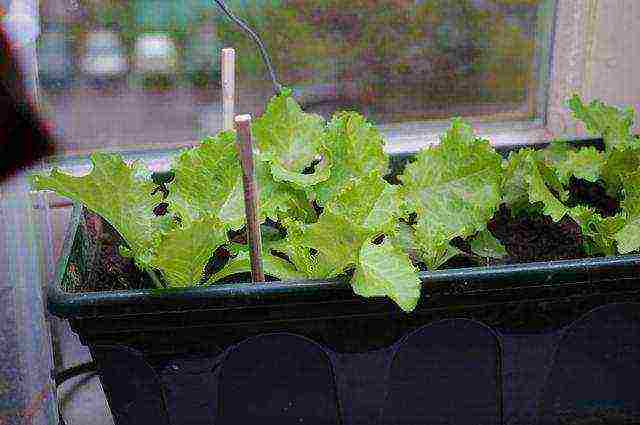 what varieties of dill can be grown on the windowsill