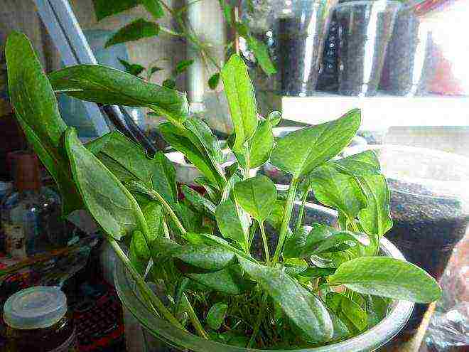 what varieties of dill can be grown on the windowsill