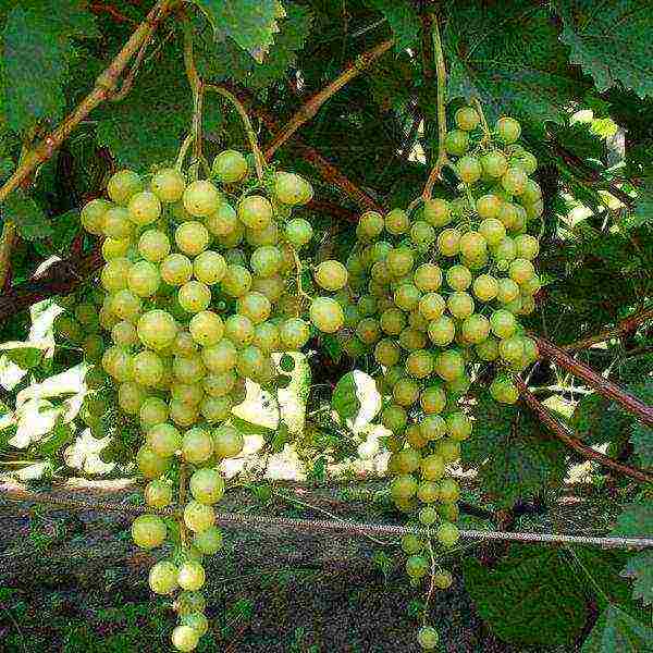 what grape varieties are better to grow in Belarus