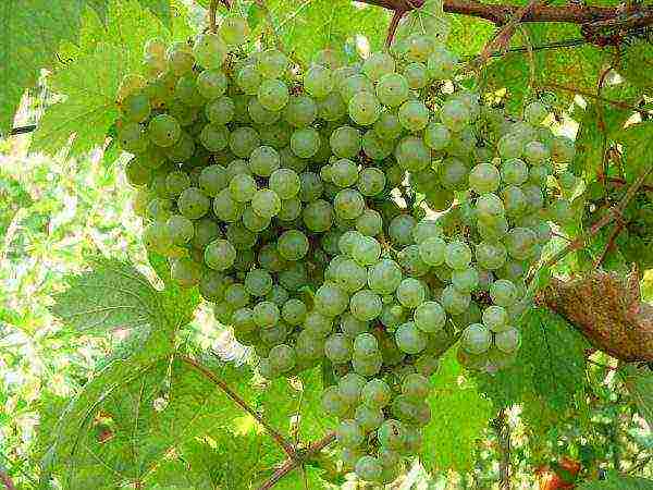 what grape varieties are better to grow in Belarus