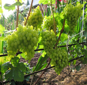 what grape varieties are better to grow in Belarus