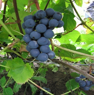 what grape varieties are better to grow in Belarus