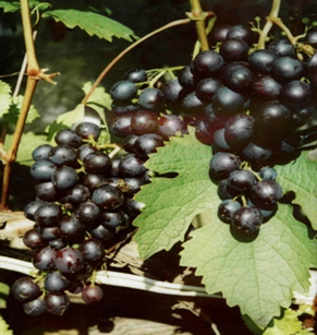 what grape varieties are better to grow in Belarus