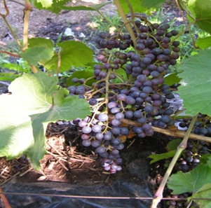 what grape varieties are better to grow in Belarus