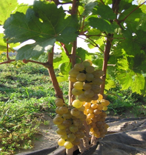 what grape varieties are better to grow in Belarus