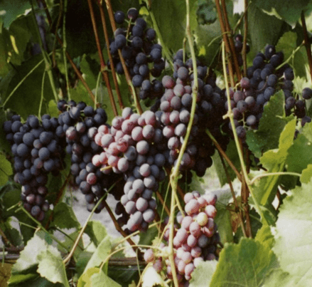 what grape varieties are better to grow in Belarus