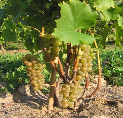 what grape varieties are better to grow in Belarus