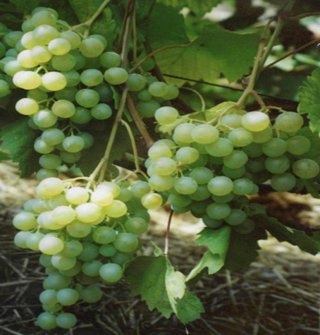 what grape varieties are better to grow in Belarus