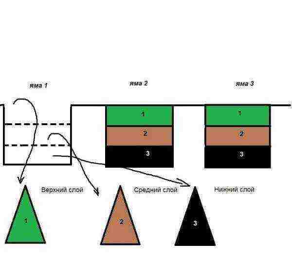 what grape varieties are better to grow in Belarus