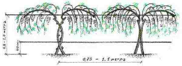 what grape varieties are better to grow in Belarus