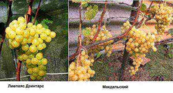 what grape varieties are better to grow in Belarus