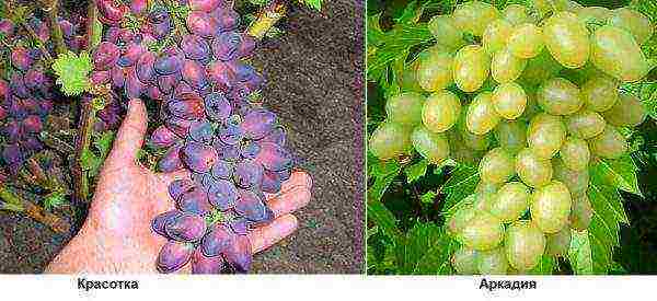 what grape varieties are better to grow in Belarus