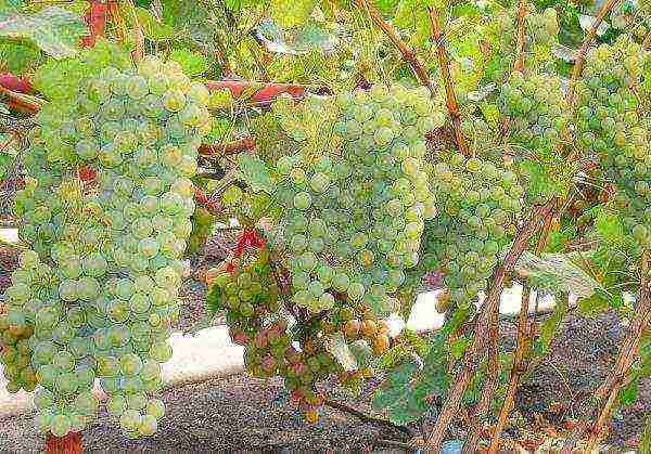 what grape varieties are grown in the Krasnodar Territory