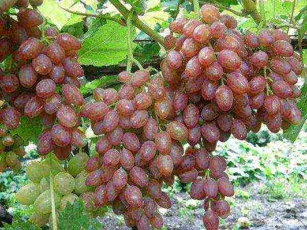 what grape varieties are grown in the Krasnodar Territory