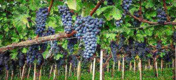 what grape varieties are grown in the Krasnodar Territory