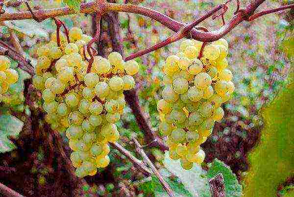 what grape varieties are grown in the Krasnodar Territory