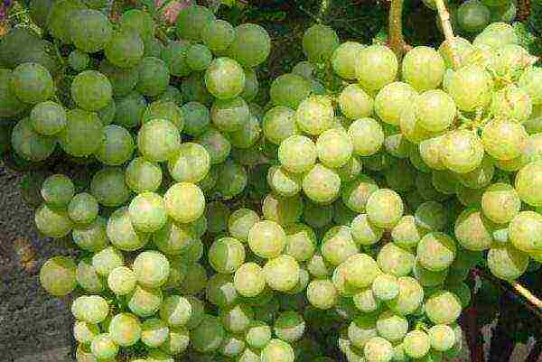 what grape varieties are grown in the Krasnodar Territory