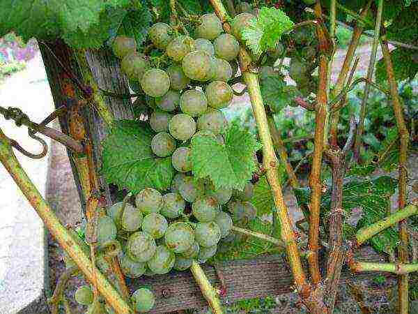 what grape varieties are grown in the Krasnodar Territory