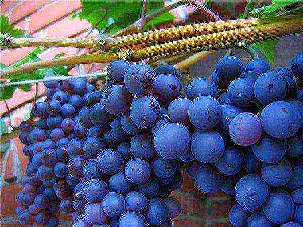 what grape varieties are grown in the Krasnodar Territory