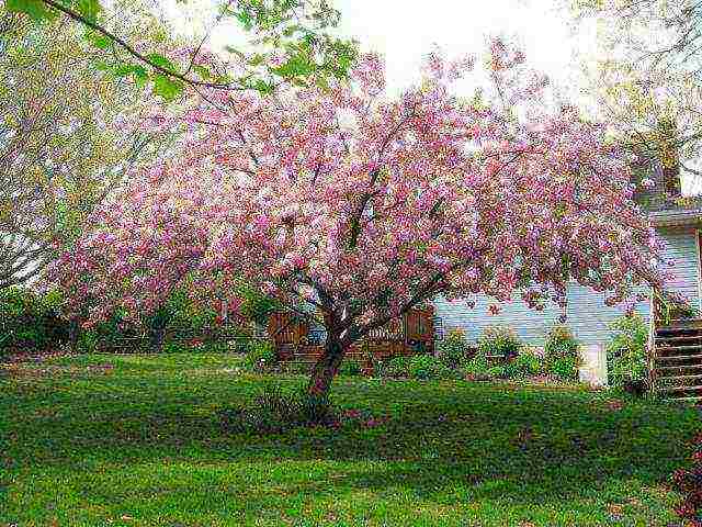 which varieties of cherries are better