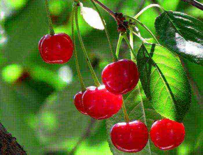 which varieties of cherries are better